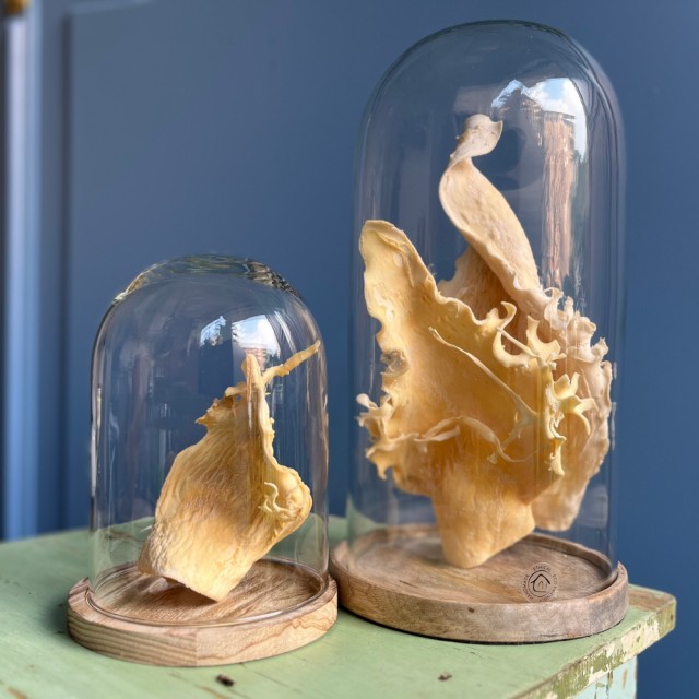 Teca SCULTURA Small
