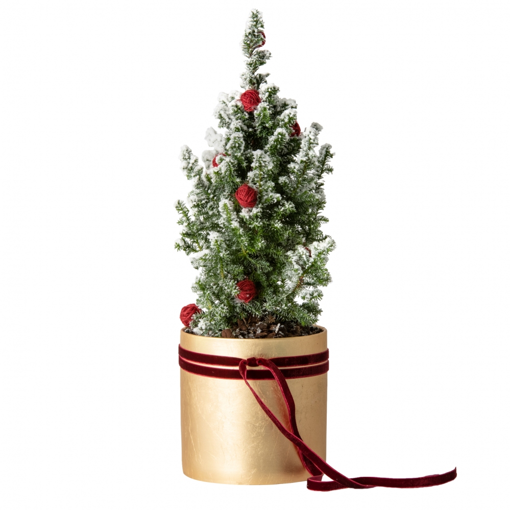 Vaso dorato di Natale con conifera innevata
